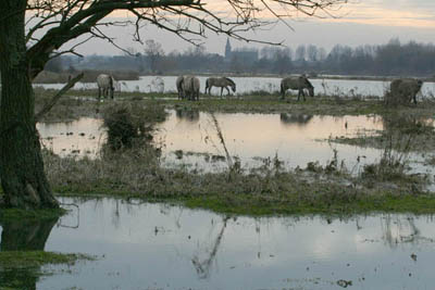 Eijsderbeemden