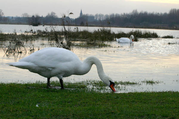 Img_2499bewerktkrant