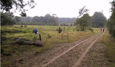 Heidelandschap op de Meinweg