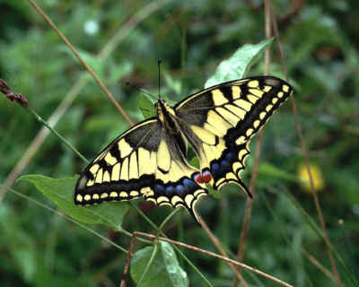 Papilio_machaon